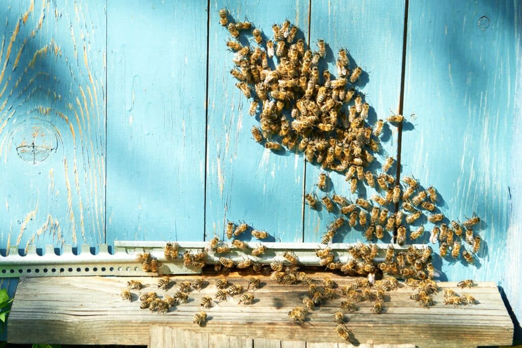 Abeille