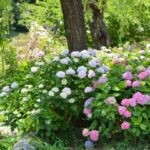 Hortensia