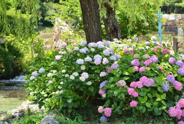 Hortensia