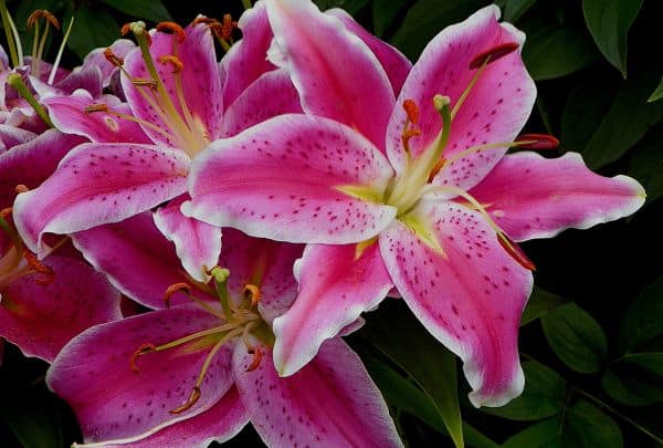 lys