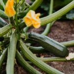courgette