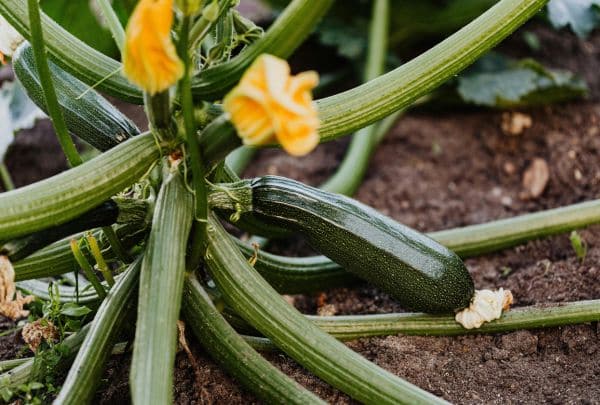 courgette