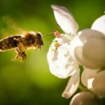 abeilles JUIN