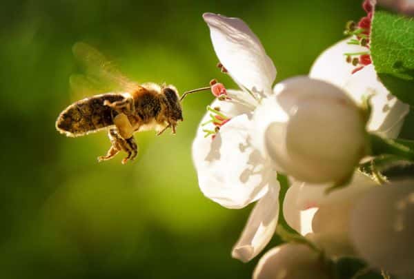 abeilles JUIN