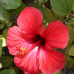 La plante du mois : L’Hibiscus