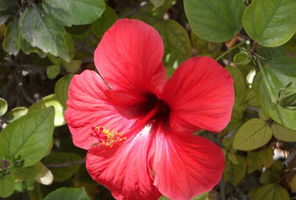 La plante du mois : L’Hibiscus