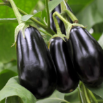 Le légume du mois : L'Aubergine