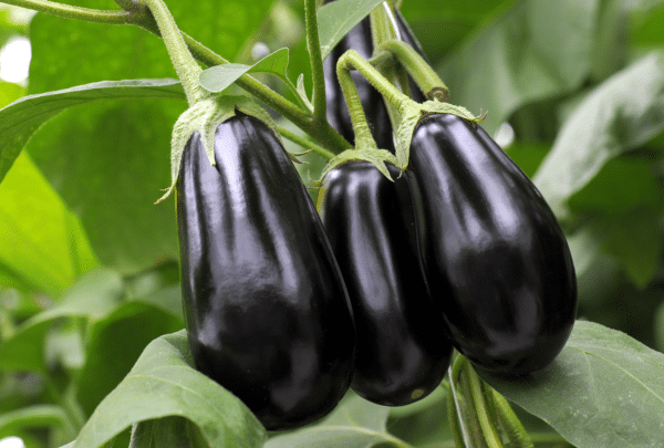 Le légume du mois : L'Aubergine
