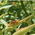 la biodiversité jardin été