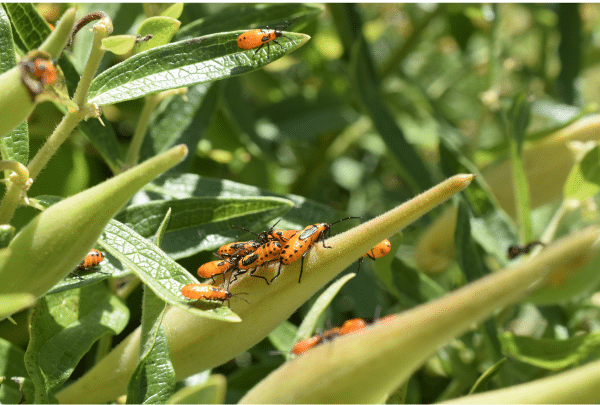 la biodiversité jardin été