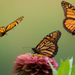 Biodiversité Jardin