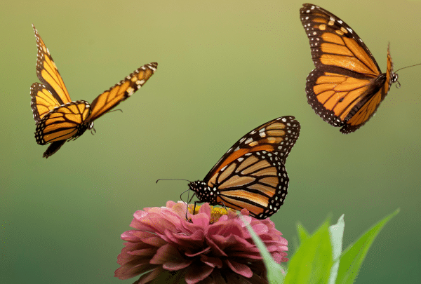 Biodiversité Jardin