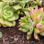 Plantes résistantes à la sécheresse