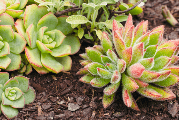 Plantes résistantes à la sécheresse 
