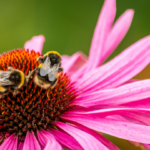 abeilles lantana