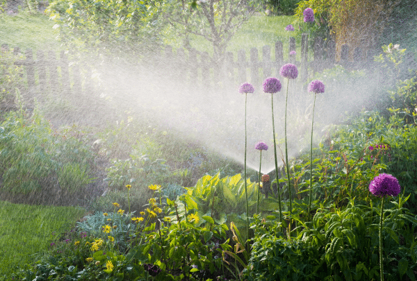 proteger vos plantes