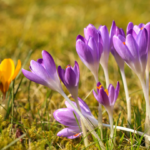 crocus