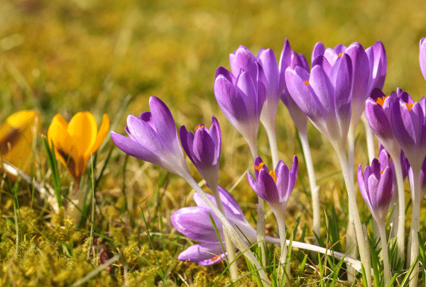 crocus