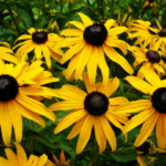 Rudbeckia