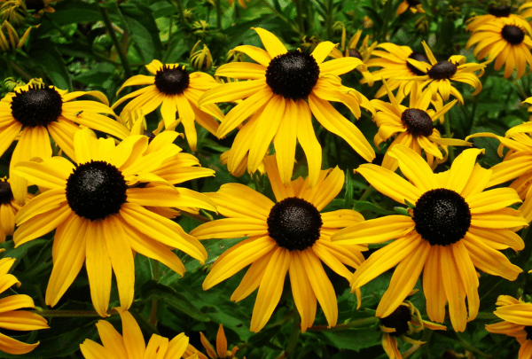 Rudbeckia