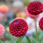 LE DAHLIA