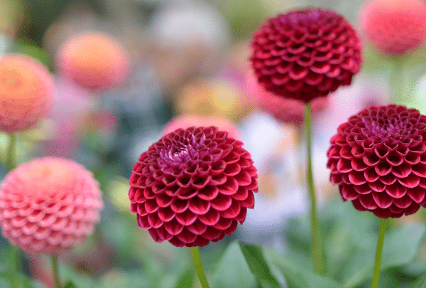 LE DAHLIA