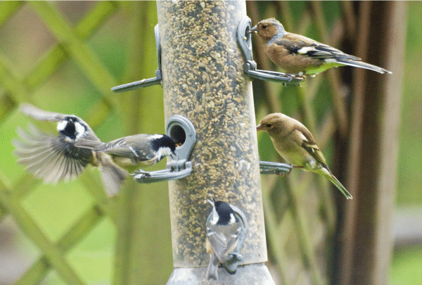 Biodiversité