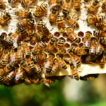 Abeilles