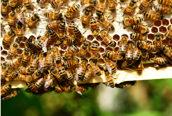 Abeilles