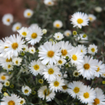 l'aster
