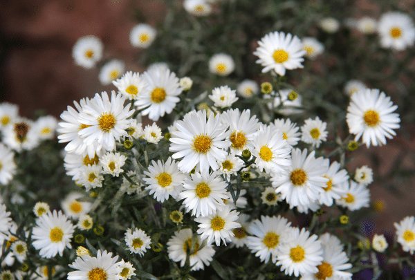 l'aster