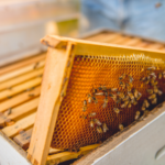 Abeilles : bien préparer la ruche pour l’hiver