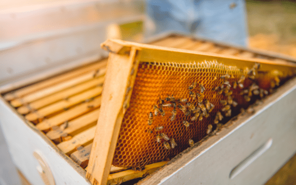 Abeilles : bien préparer la ruche pour l’hiver