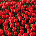 Tulipe