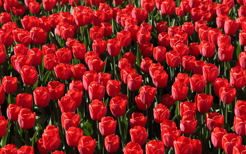 Tulipe