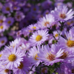 L'aster
