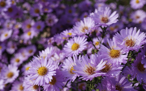 L'aster