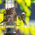 biodiversité