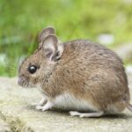 Image d'un mulot au milieu d'herbe