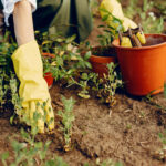 Personne travaillant dans le jardin