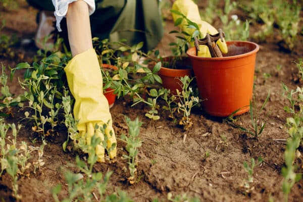 Personne travaillant dans le jardin