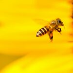 Photo macro d'une abeille butinant un tournesol