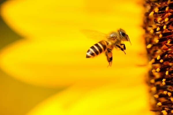 Photo macro d'une abeille butinant un tournesol