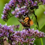 Papillon noir et orange pollinisant une fleur violette