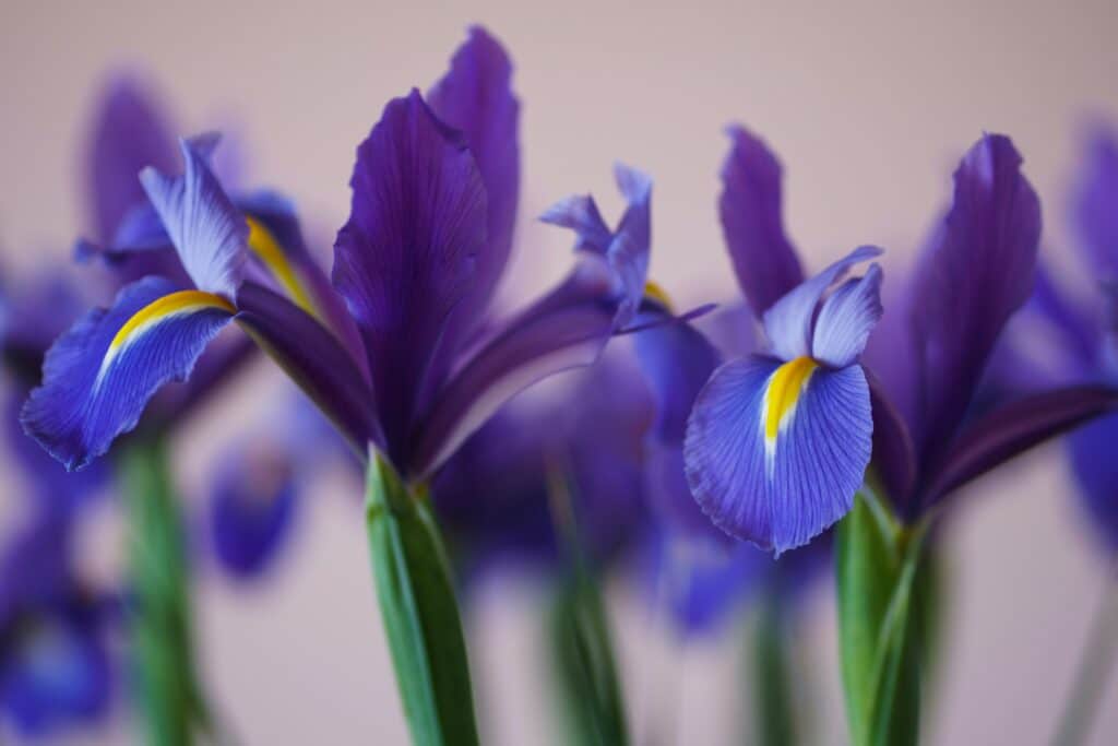 Photos en gros plan d'iris, une fleur violette