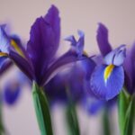 Photos en gros plan d'iris, une fleur violette