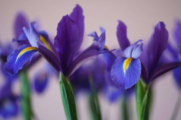 Photos en gros plan d'iris, une fleur violette