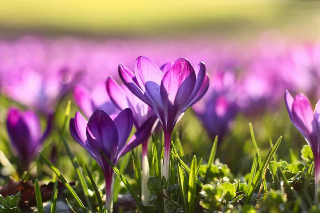 Gros plan d'une parcelle de fleurs violette: des crocus.