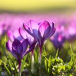 Gros plan d'une parcelle de fleurs violette: des crocus.