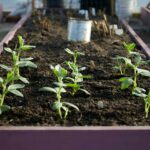 photos d'un potager entretenu